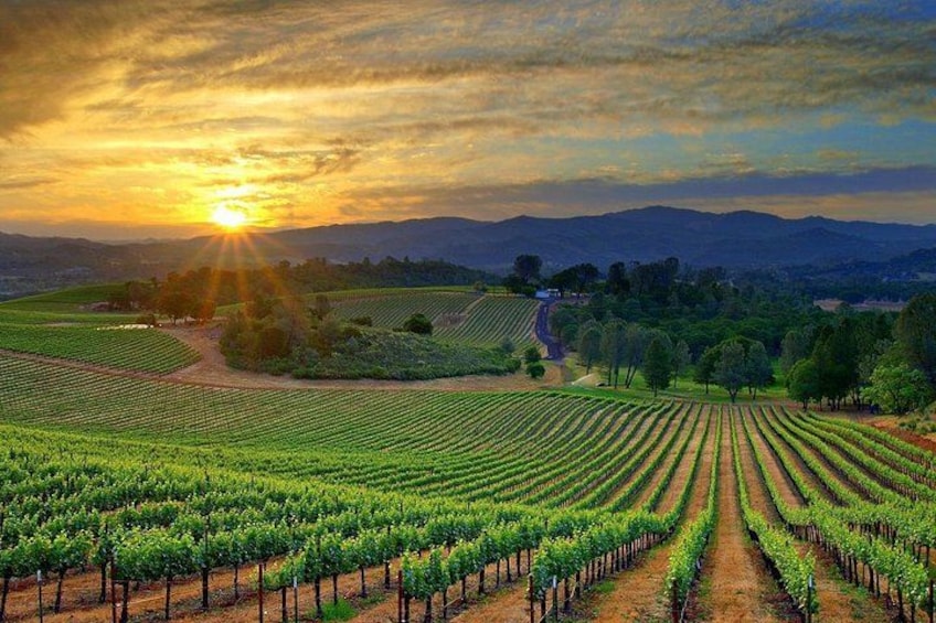 Lebanon Wine Tasting Tour From Beirut (Entrance Fee Included) 1