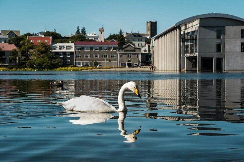 A swan swimming in a calm body of water with buildings in the background. 3