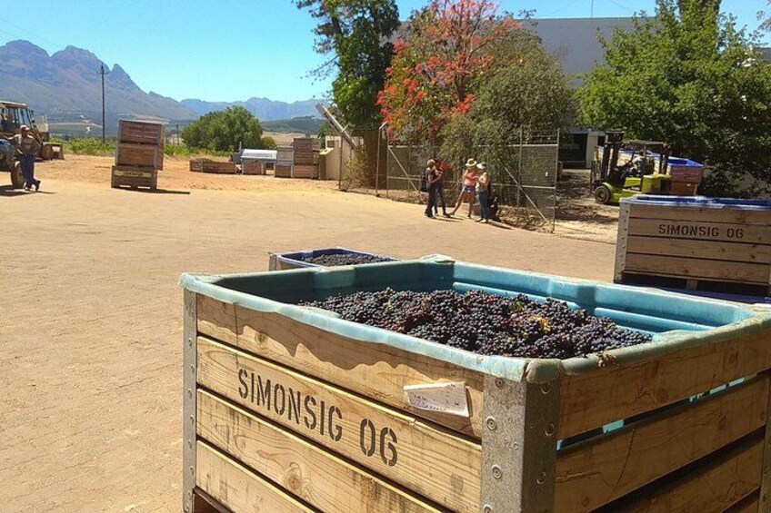 Cape Town Wine Tour: Stellenbosch & Franschhoek +Tastings & Lunch 4