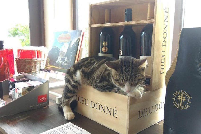 Cape Town Wine Tour: Stellenbosch & Franschhoek +Tastings & Lunch 2