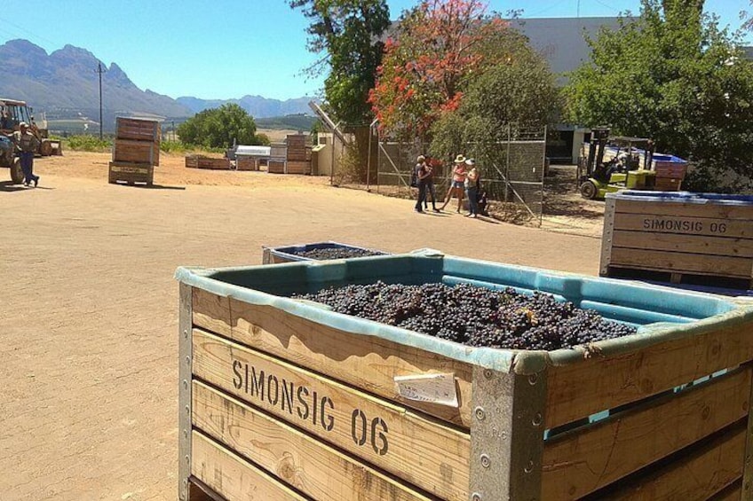 Cape Town Wine Tour: Stellenbosch & Franschhoek +Tastings & Lunch 2