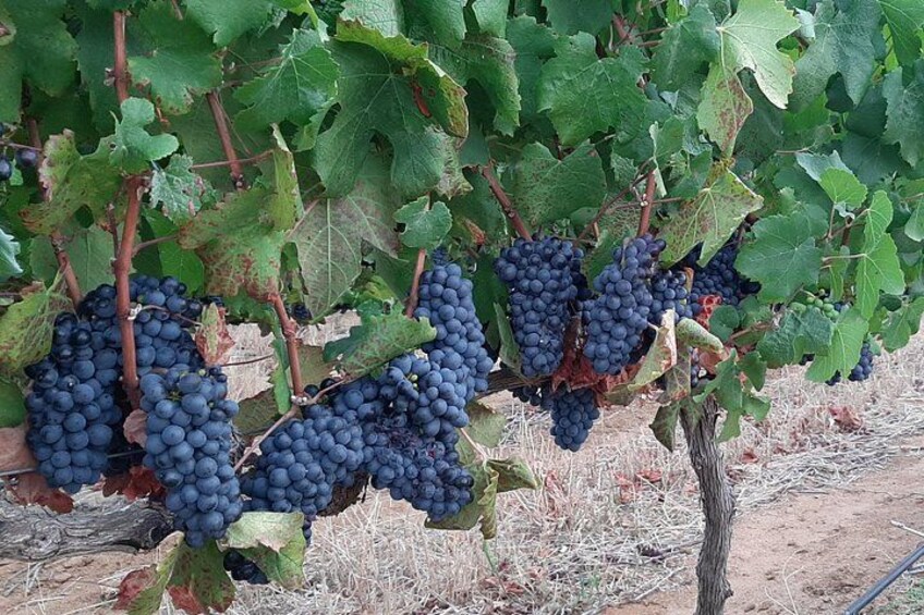 Cape Town Wine Tour: Stellenbosch & Franschhoek +Tastings & Lunch 2
