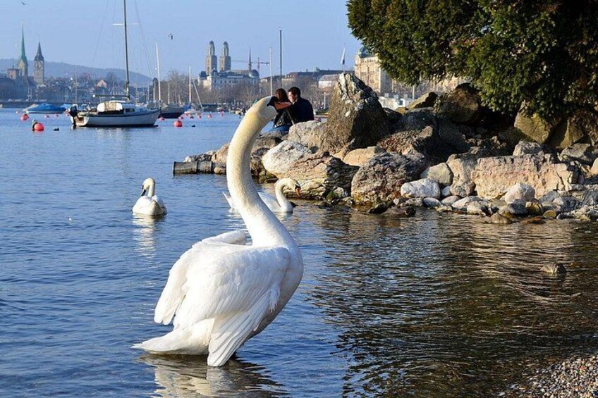 3 in 1: Zurich Walking Tour - Cruise on the Lake - Cable Car Ride to Felsenegg 2