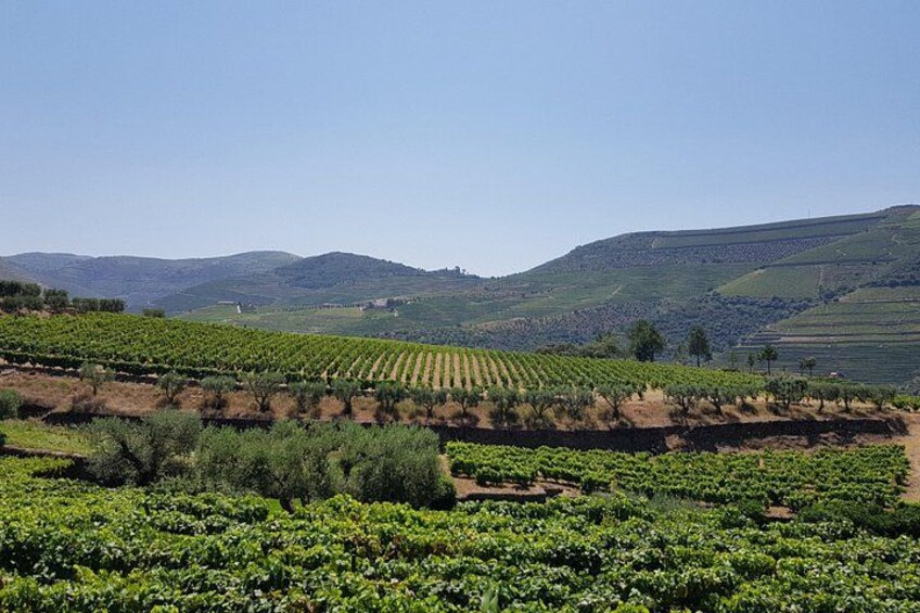 Ein Weinberg mit Rebenreihen, sanften Hügeln und blauem Himmel. 5