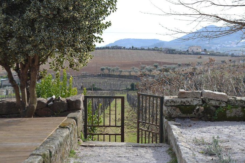 Douro Valley Small-Group Wine Tour: 2 Wineries, Cruise & Lunch 3