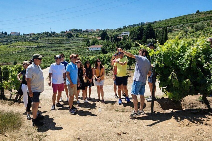 Douro Valley Small-Group Wine Tour: 2 Wineries, Cruise & Lunch 3