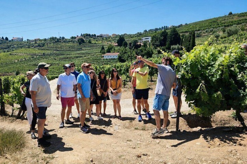 Douro Valley Small-Group Wine Tour: 2 Wineries, Cruise & Lunch 1