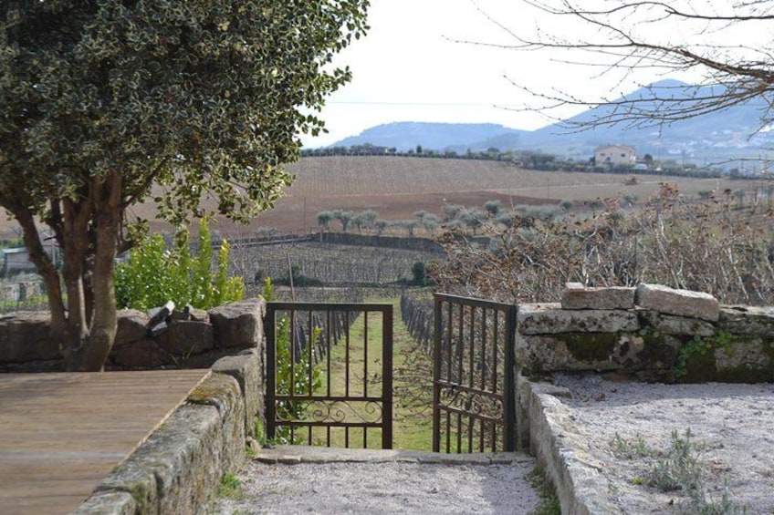 Douro Valley Small-Group Wine Tour: 2 Wineries, Cruise & Lunch 2