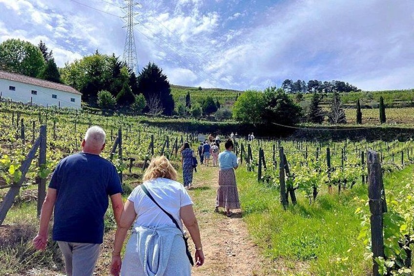 Walk on the vineyards 2