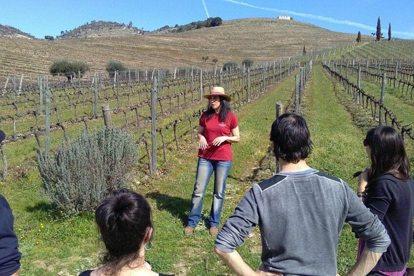 Guided visit to vineyards 3