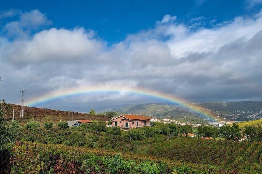 Douro Valley Small-Group Wine Tour: 2 Wineries, Cruise & Lunch 2