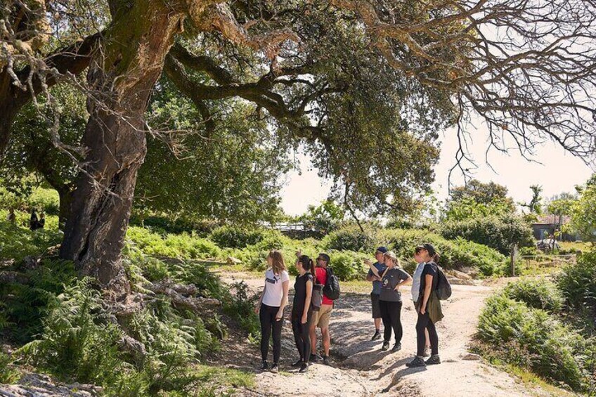 Observing Cork trees