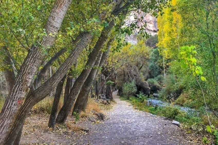 A forested path with trees and a stream. 3