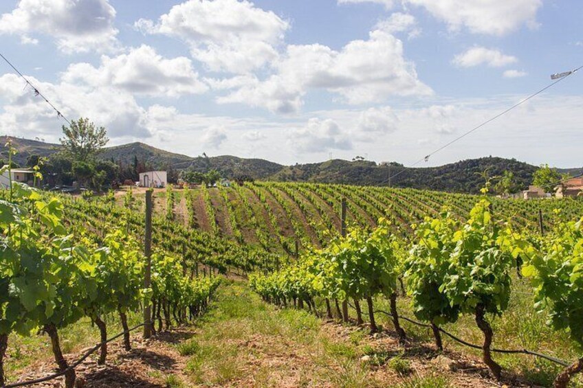 Albufeira Wine Tour: 2 Vineyards, 6 Tastings & Historic Silves 2