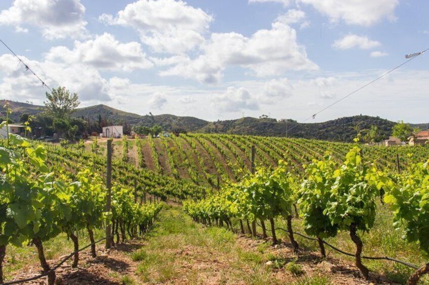 Albufeira Wine Tour: 2 Vineyards, 6 Tastings & Historic Silves 2