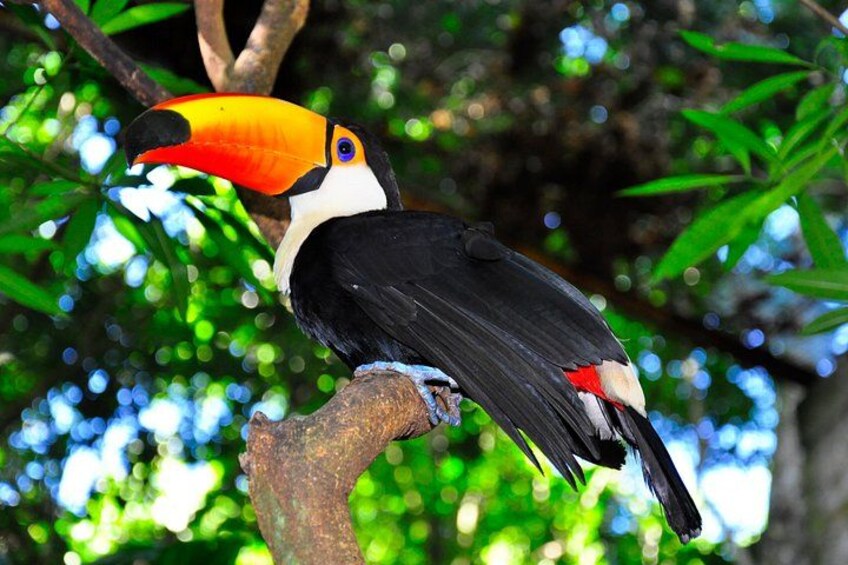Toco Tucan at the Birds Park 2