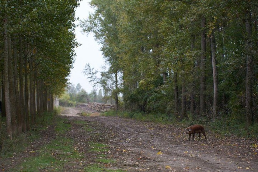 A dirt path through a forest with a dog on the right. 3