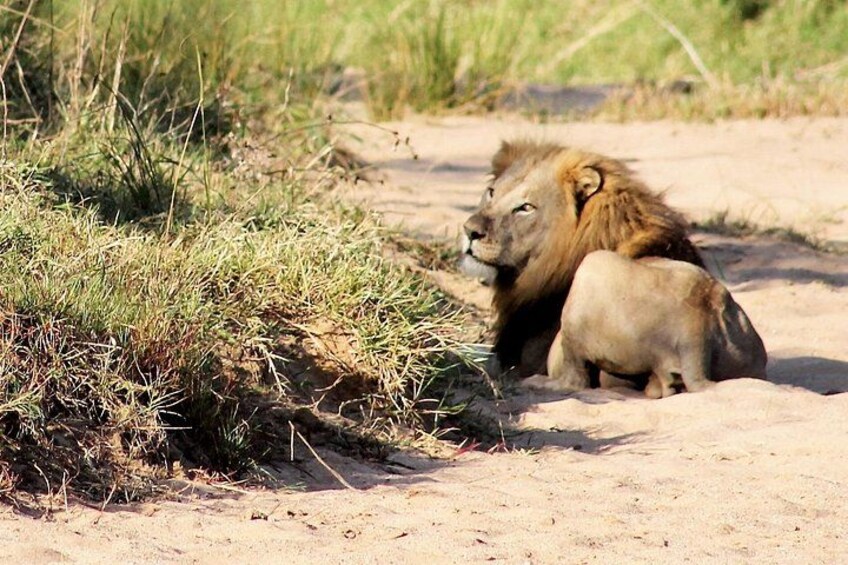 Hluhluwe Game Drive - Half day 2