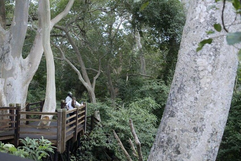 Un ponte di legno in una foresta con alberi alti e fitta vegetazione. 3