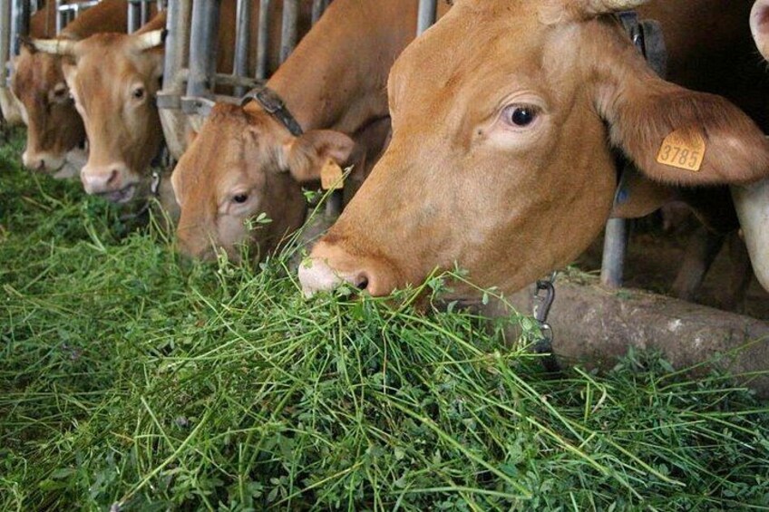Cows grazing on grass in a pen. 5