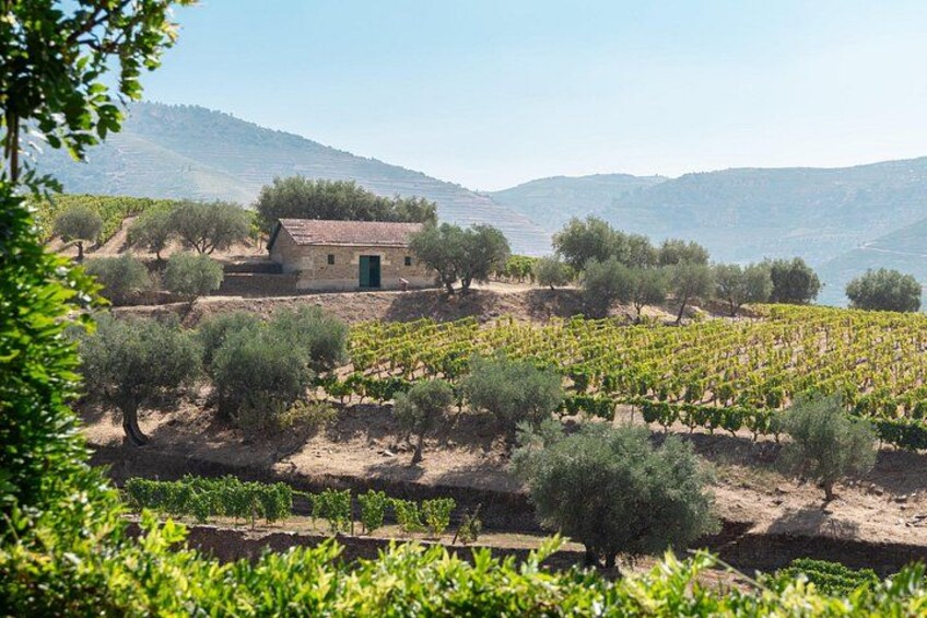 Complete Douro Valley Wine Tour with Lunch, Wine Tastings and River Cruise 2