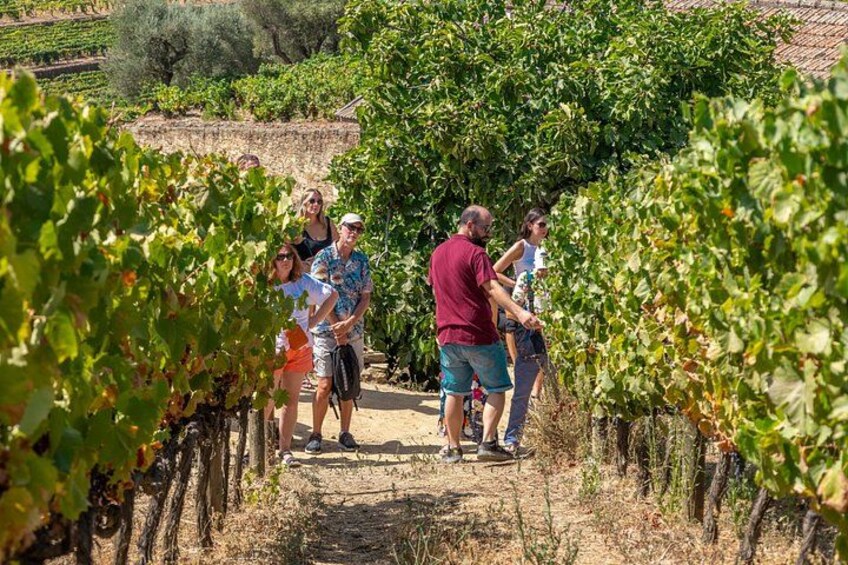 Complete Douro Valley Wine Tour with Lunch, Wine Tastings and River Cruise 2