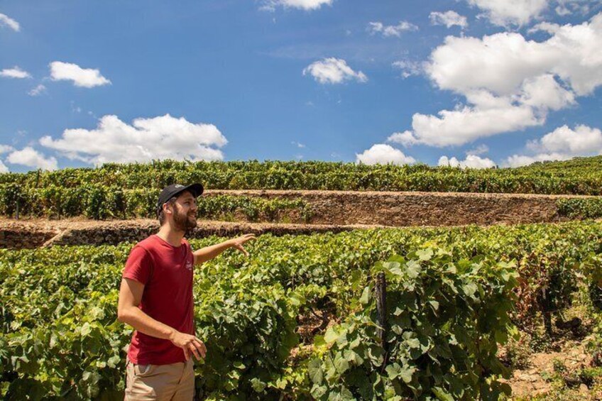 A vineyard with rows of grapevines under a clear sky. 3