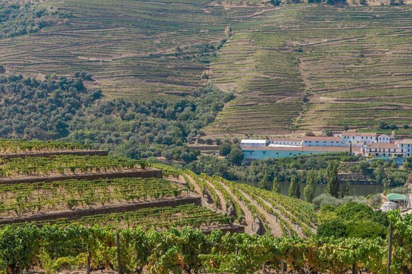 Complete Douro Valley Wine Tour with Lunch, Wine Tastings and River Cruise 4