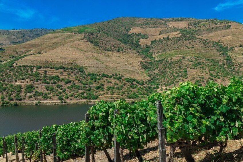 Vineyard 2