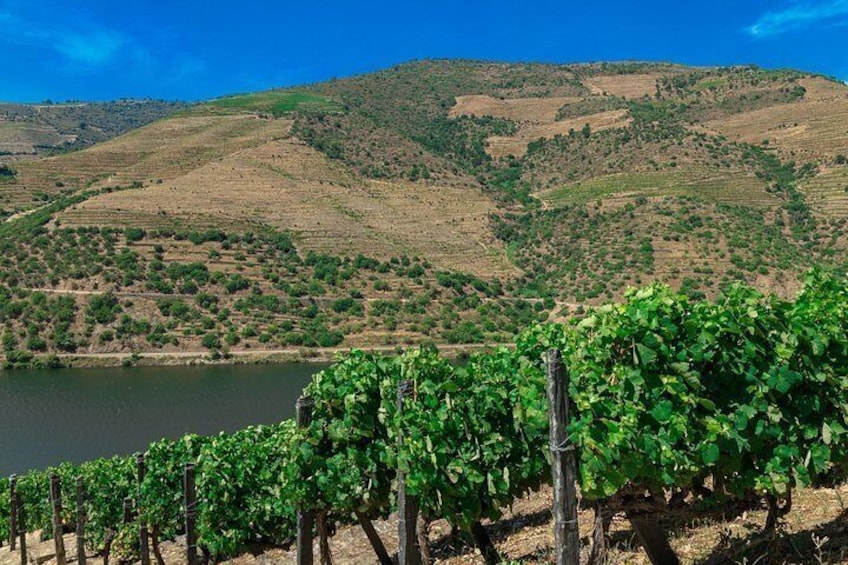 A vineyard with rows of grapevines, a body of water, and rolling hills in the background. 2
