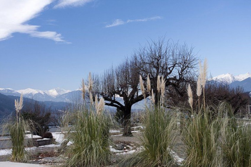 Un árbol con escasa vegetación, pastos altos y un paisaje montañoso al fondo. 2