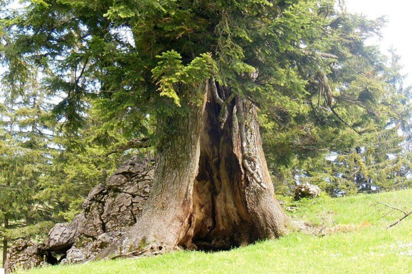 Een grote boom met een dikke stam en weelderig gebladerte in een grasrijke omgeving. 5
