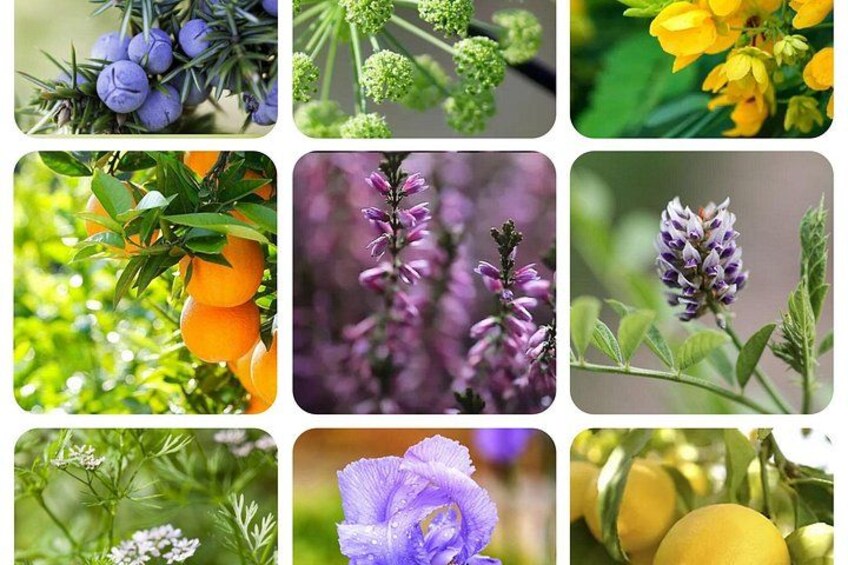 Een raster van verschillende planten en bloemen. 4