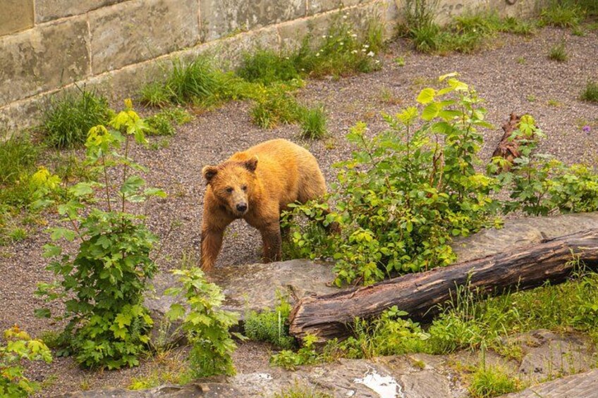 En brunbjörn i en naturtrogen inhägnad med grusunderlag, gröna växter och en nedfallen trädstam. 2