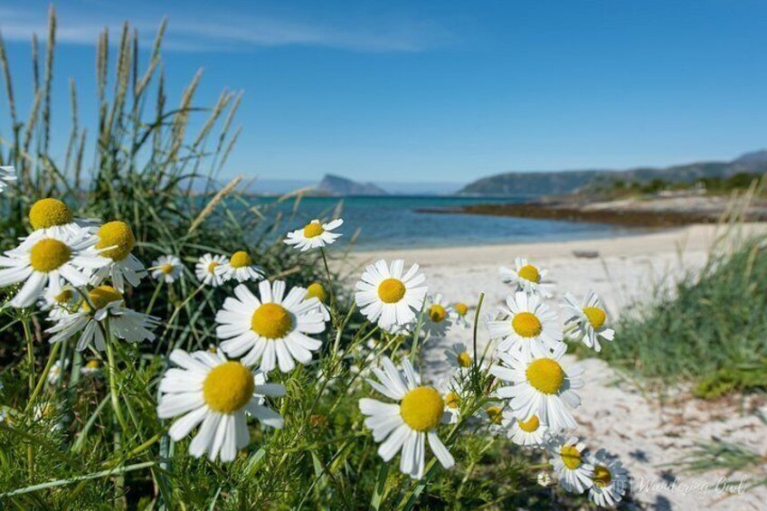 Summer Fjord Road Trip with Citizen Science with Wandering Owl 3
