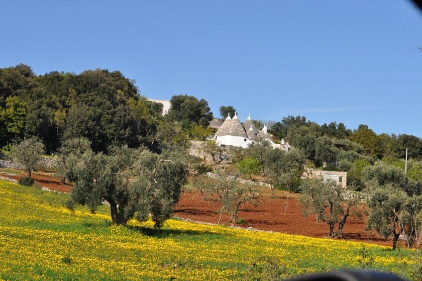 A rural landscape with olive trees, a field of yellow flowers, and a white building with a dome roof on a hill. 5