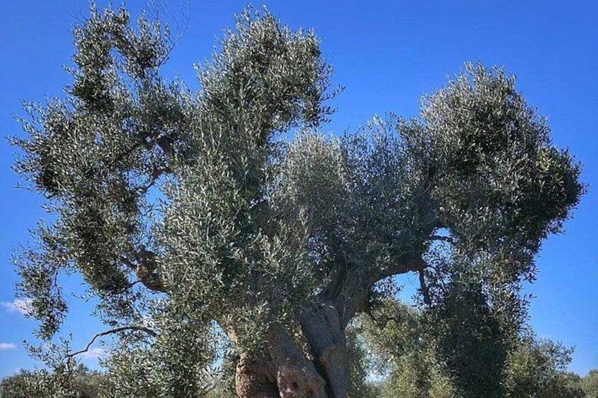 A large tree with dense foliage against a clear blue sky. 3
