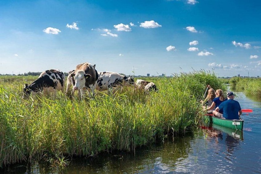 Ein Fluss mit einem Boot, das Menschen befördert, umgeben von hohem Gras und Kühen, die in der Nähe weiden. 1