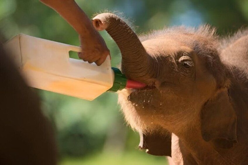 Ein Elefant trinkt aus einer Flasche. 1