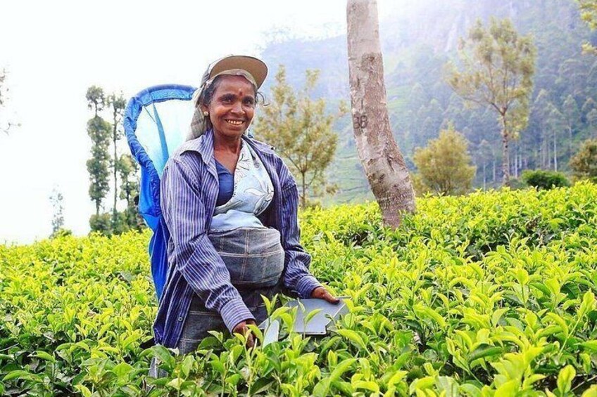 A person sitting on the ground in a tea plantation with rows of tea plants. 2