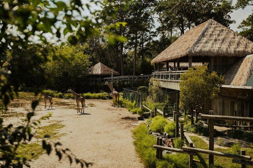 Virginia Zoo 2