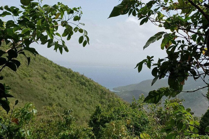 Una ladera verde exuberante con vegetación densa y vista al océano a lo lejos. 2