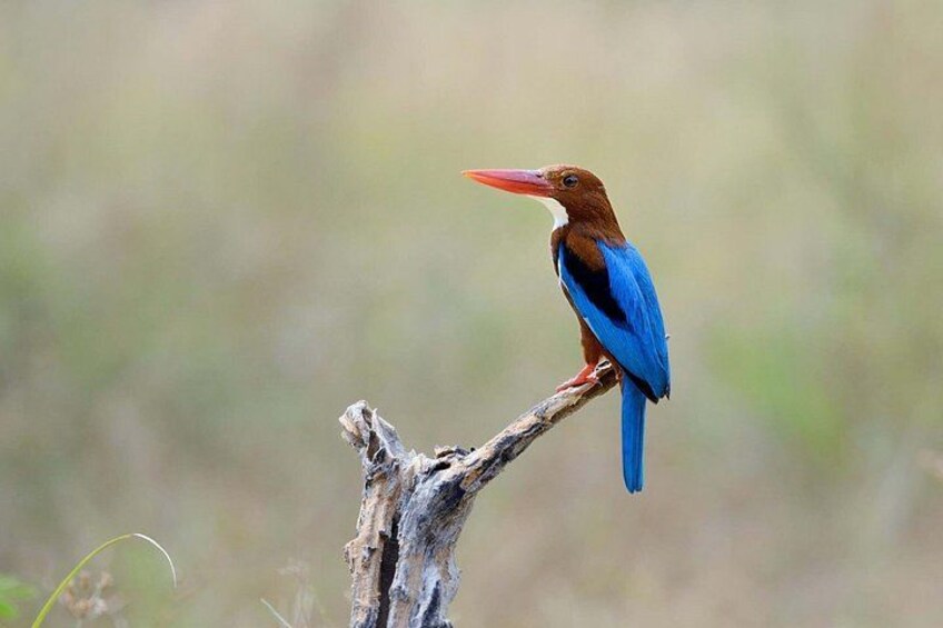 Keoladeo Birds Park Tour From Agra To Jaipur Including Entry 2
