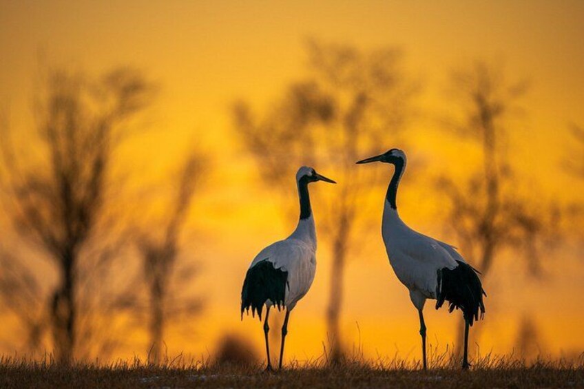 Two birds standing on grass with a sunset in the background. 2