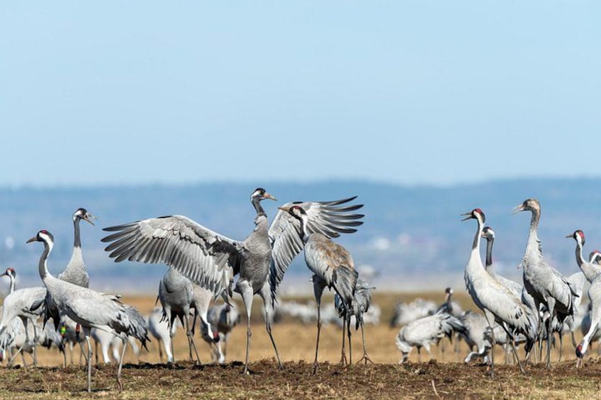 A group of cranes in flight, with a clear sky and distant mountains in the background. 3