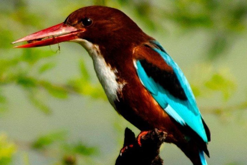 A bird with a long red beak perched on a branch. 4
