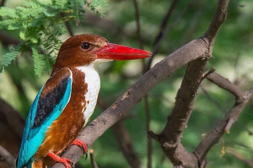 A bird with brown, white, and blue plumage perched on a branch. 5