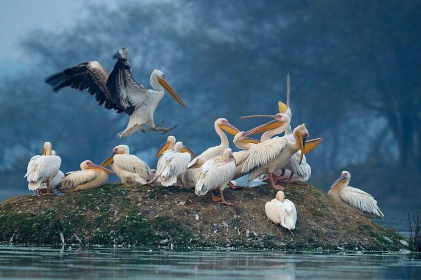 Keoladeo Birds Park Tour From Agra To Jaipur Including Entry 1