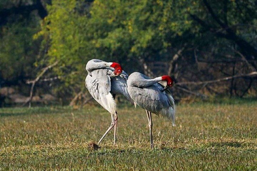 Keoladeo Birds Park Tour From Agra To Jaipur Including Entry 3