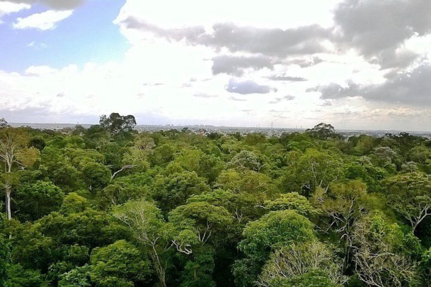 A dense forest with a variety of trees and a distant city skyline. 1